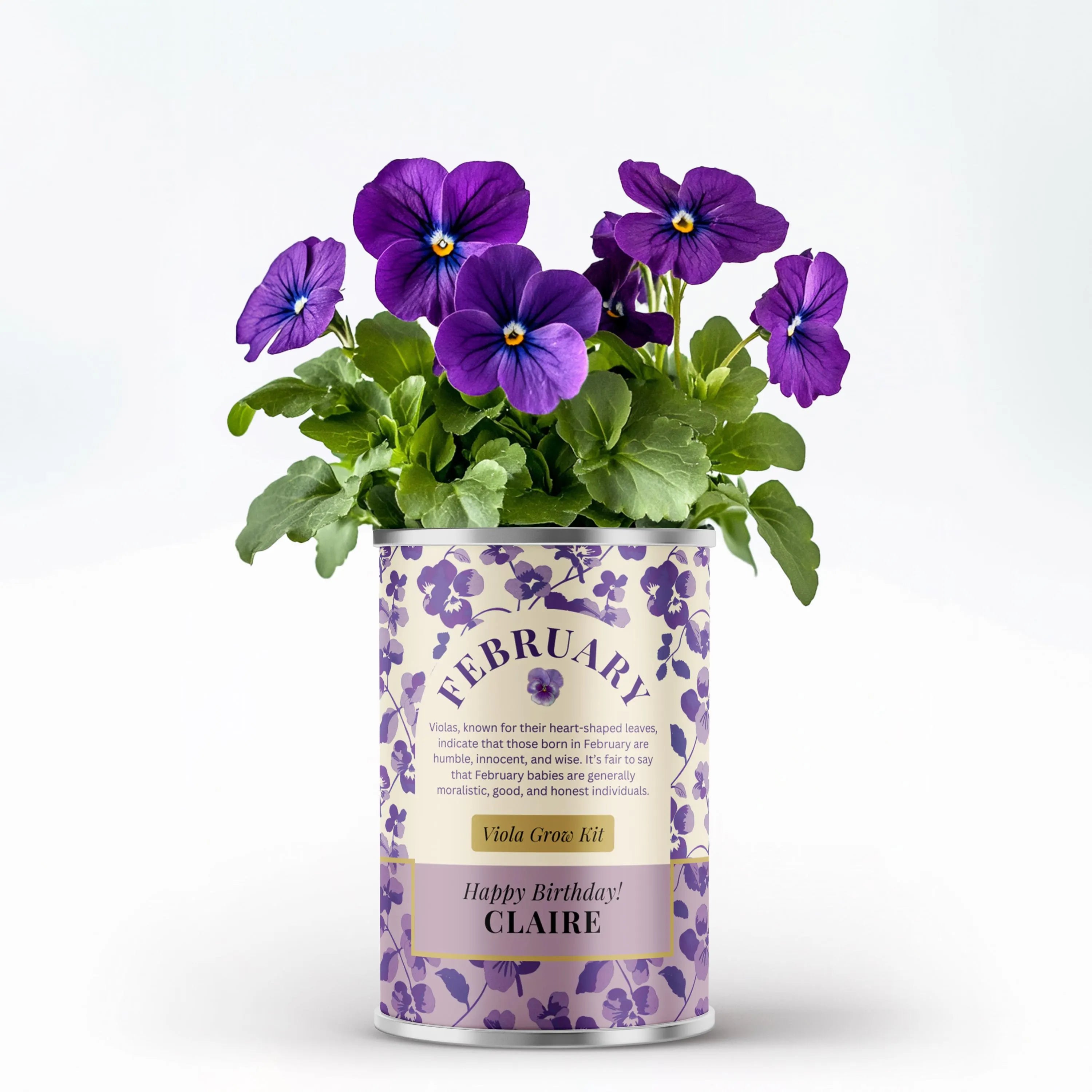 February Birth Flower - Personalised Grow Your Own Flower Gift