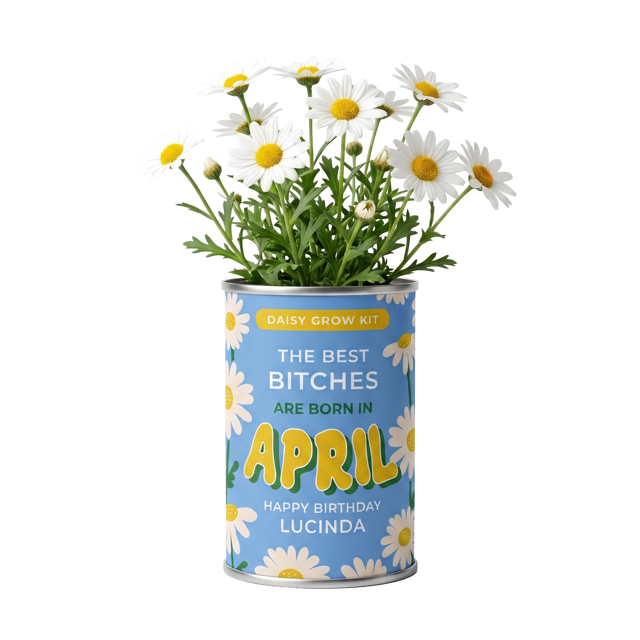 April Birth Flower Grow Your Own Daisy Flower Gift Main image