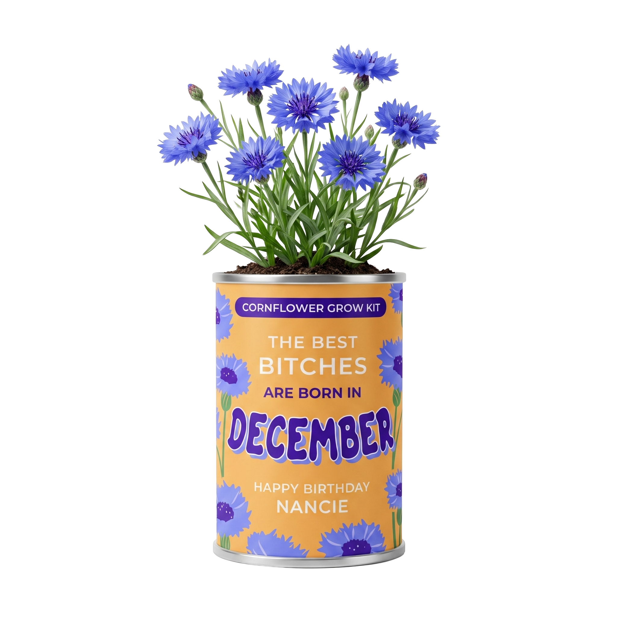 December Birth Flower Grow Your Own Cornflower Flower Gift Main image