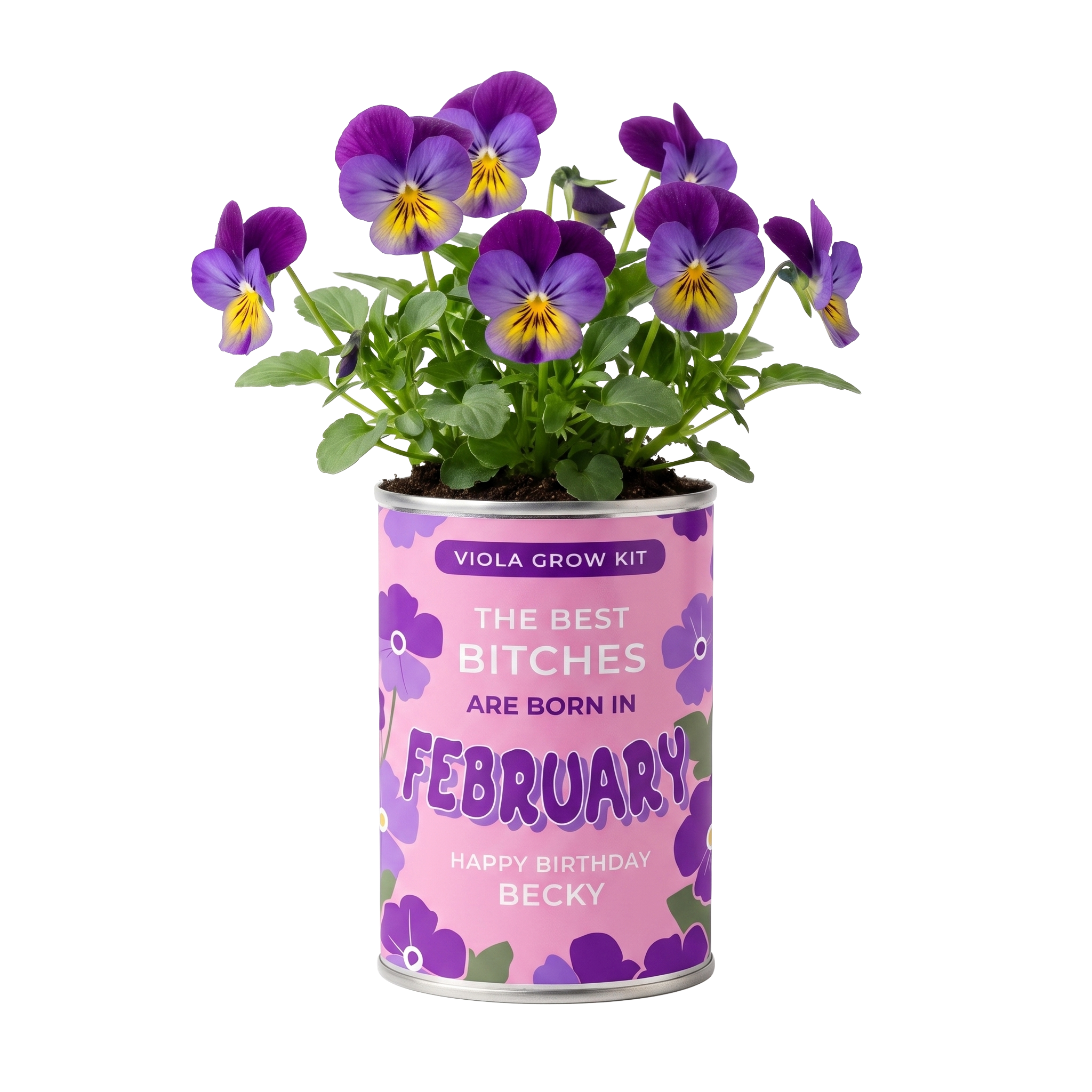 February Birth Flower Grow Your Own Viola Flower Gift