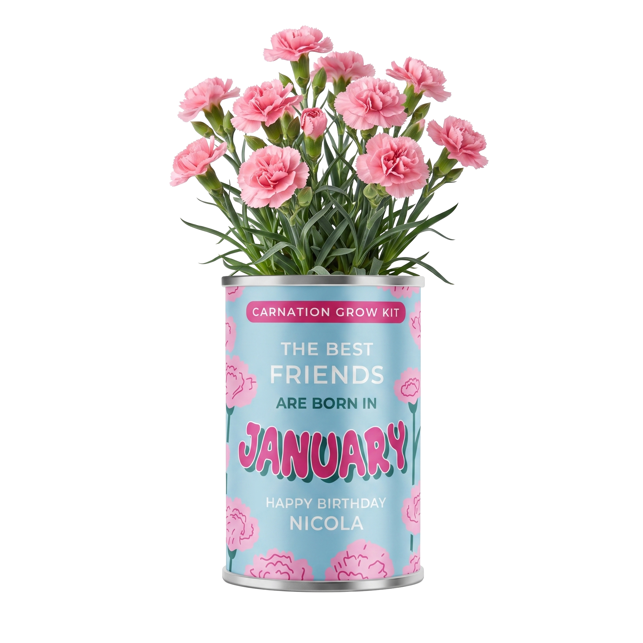 January Birth Flower Grow Your Own Carnation Flower Gift Main image