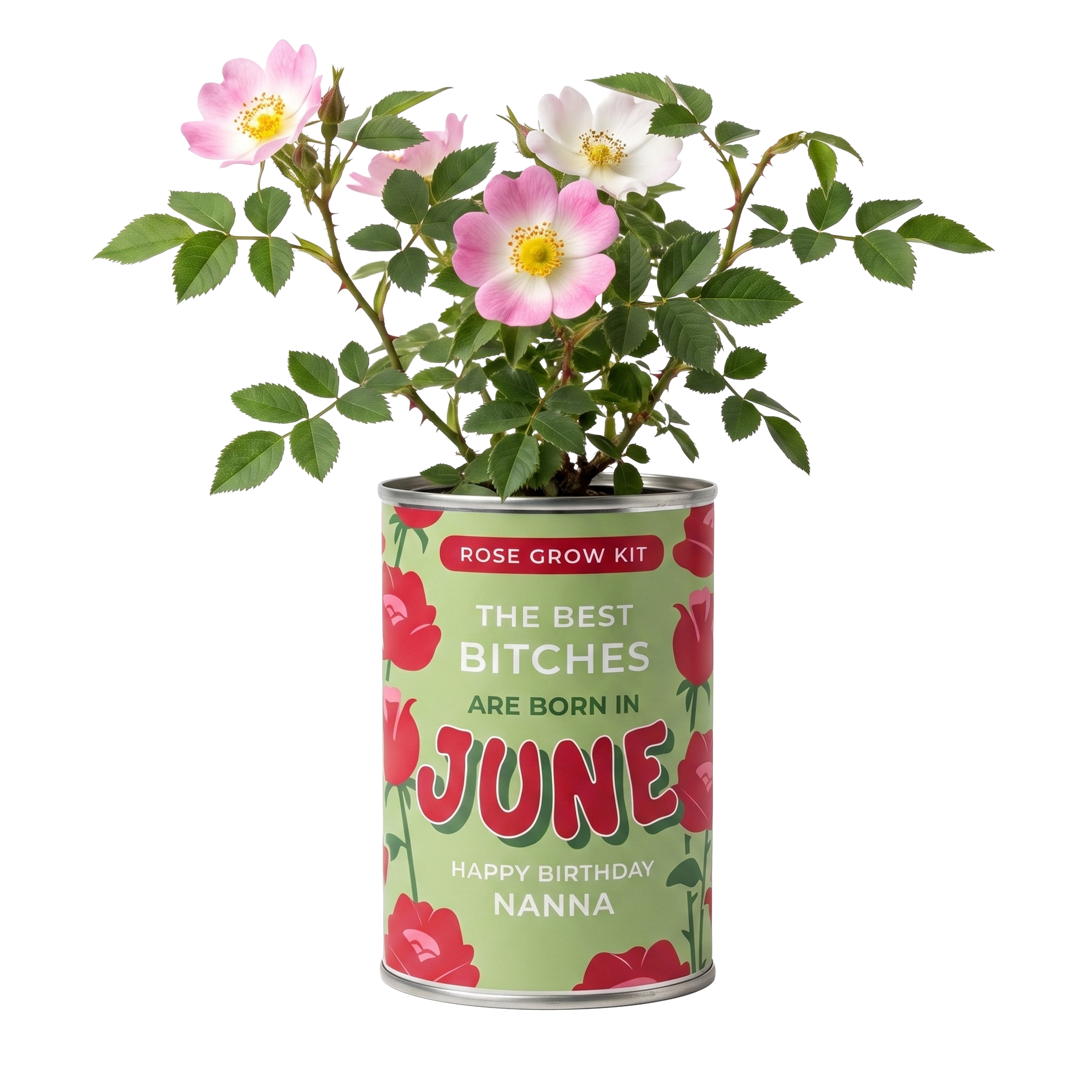 June Birth Flower Grow Your Own Rose Flower Gift Main image