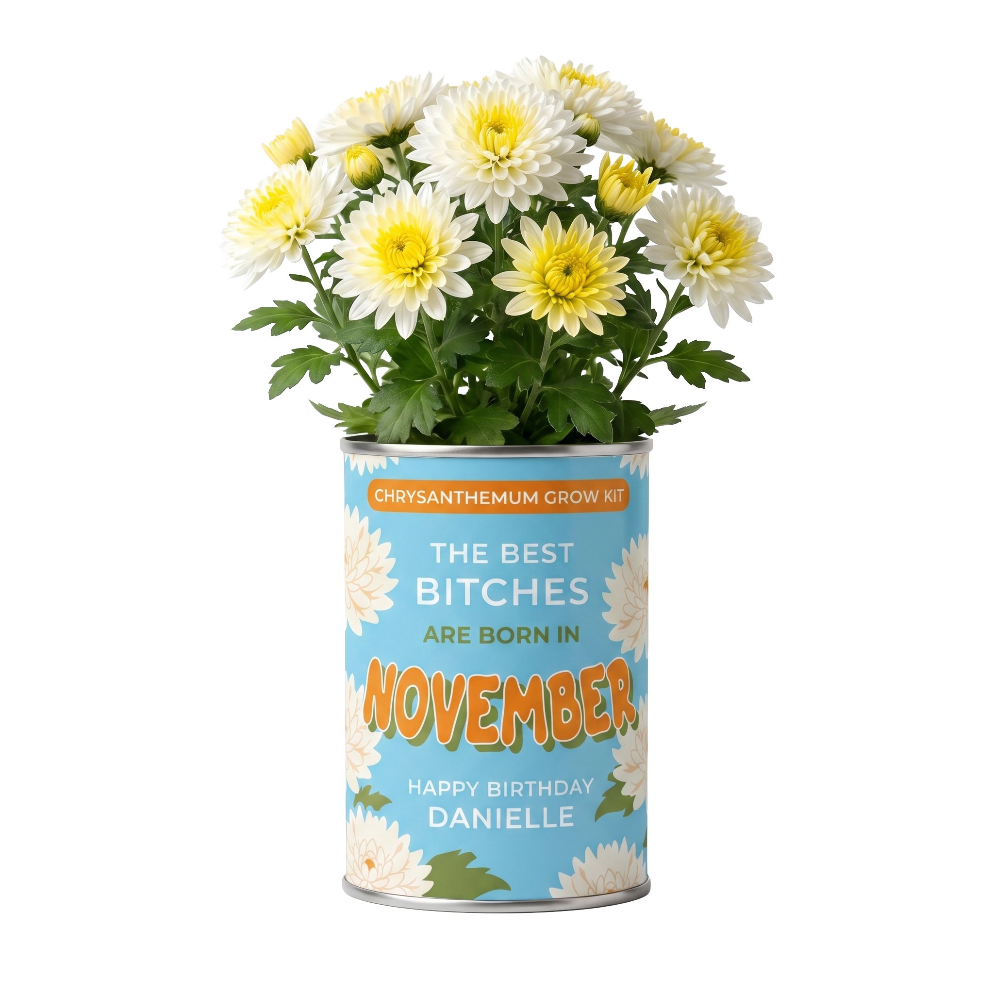 November Birth Flower Grow Your Own Chrysanthemum Flower Gift Main image