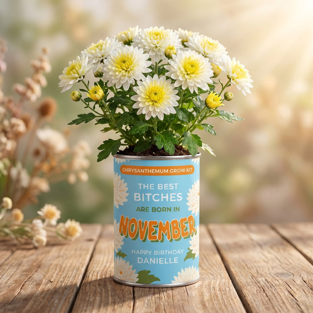 November Birth Flower Grow Your Own Chrysanthemum Flower Gift