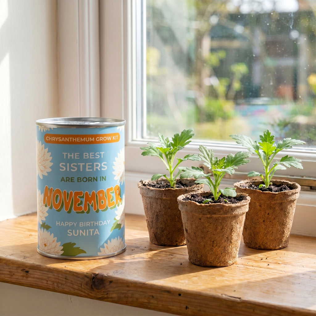 November Birth Flower Grow Your Own Chrysanthemum Flower Gift