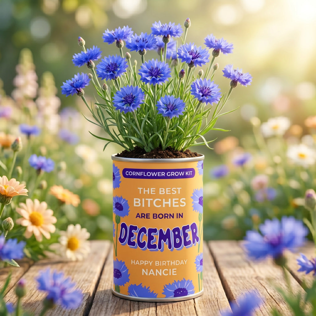 December Birth Flower Grow Your Own Cornflower Flower Gift