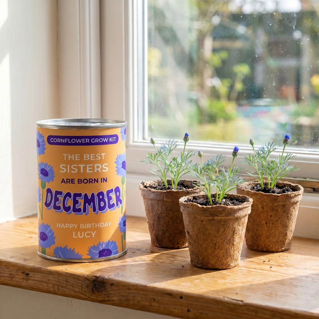 December Birth Flower Grow Your Own Cornflower Flower Gift