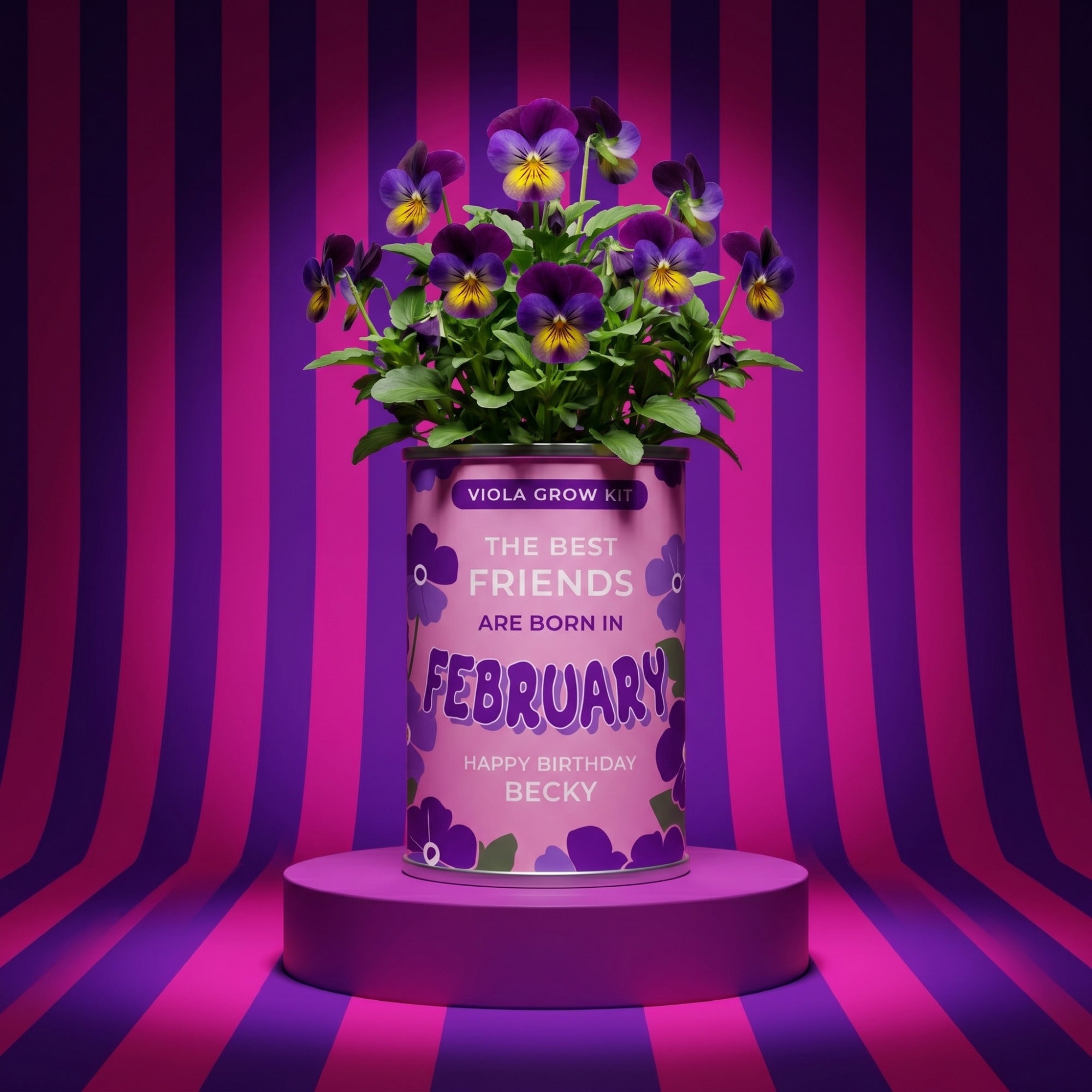February Birth Flower Grow Your Own Viola Flower Gift Secondary image