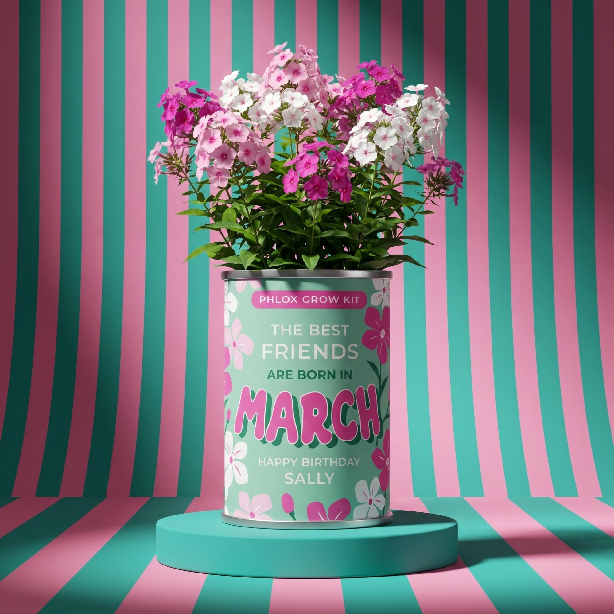 March Birth Flower Grow Your Own Phlox Flower Gift Secondary image
