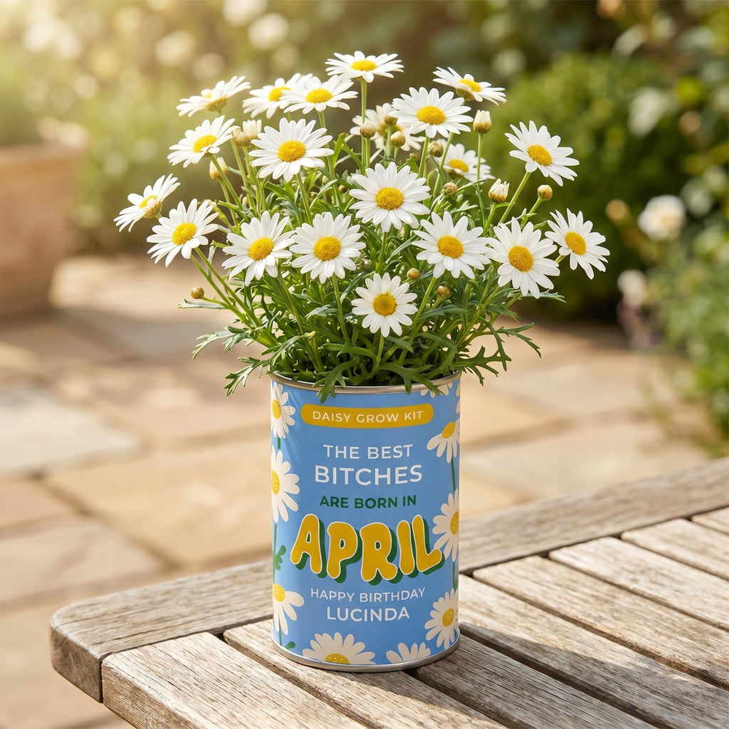 April Birth Flower Grow Your Own Daisy Flower Gift