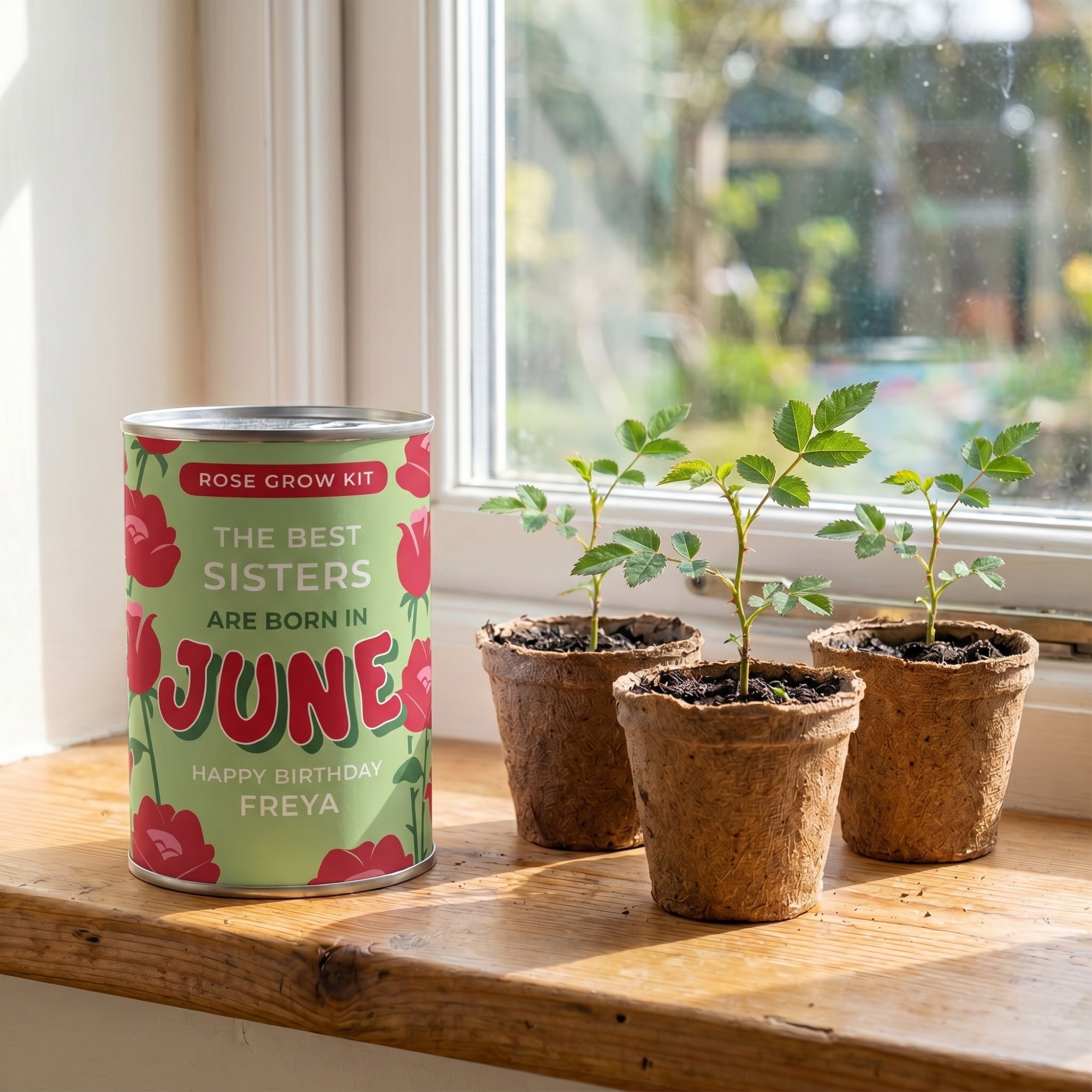 June Birth Flower Grow Your Own Rose Flower Gift