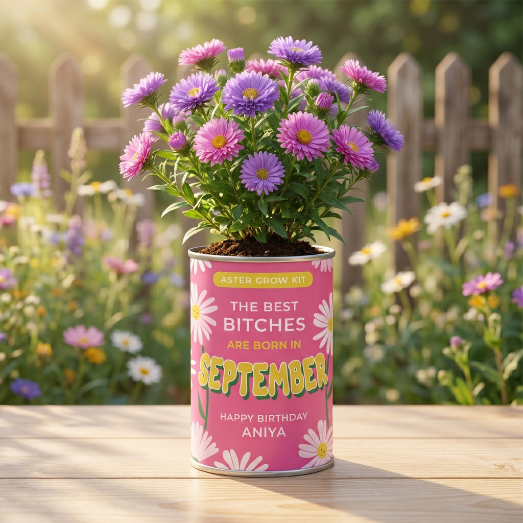 September Birth Flower Grow Your Own Aster Flower Gift